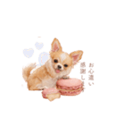 チワワ×スイーツ♡（個別スタンプ：34）