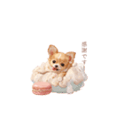 チワワ×スイーツ♡（個別スタンプ：36）