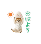 ▶動く！ポメラニアンの日常スタンプ（個別スタンプ：1）