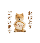 ▶動く！ポメラニアンの日常スタンプ（個別スタンプ：2）