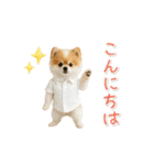 ▶動く！ポメラニアンの日常スタンプ（個別スタンプ：3）