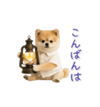 ▶動く！ポメラニアンの日常スタンプ（個別スタンプ：4）