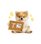 ▶動く！ポメラニアンの日常スタンプ（個別スタンプ：5）