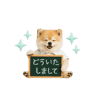 ▶動く！ポメラニアンの日常スタンプ（個別スタンプ：15）