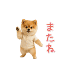 ▶動く！ポメラニアンの日常スタンプ（個別スタンプ：16）