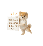 ▶動く！ポメラニアンの日常スタンプ（個別スタンプ：19）