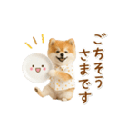 ▶動く！ポメラニアンの日常スタンプ（個別スタンプ：20）