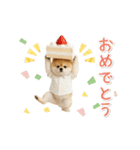 ▶動く！ポメラニアンの日常スタンプ（個別スタンプ：22）