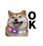 パリピな柴犬と猫の動くスタンプ（個別スタンプ：1）