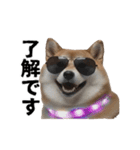 パリピな柴犬と猫の動くスタンプ（個別スタンプ：2）