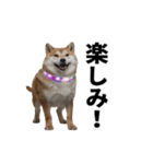 パリピな柴犬と猫の動くスタンプ（個別スタンプ：3）