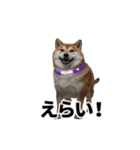パリピな柴犬と猫の動くスタンプ（個別スタンプ：4）
