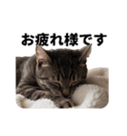 パリピな柴犬と猫の動くスタンプ（個別スタンプ：6）