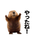 パリピな柴犬と猫の動くスタンプ（個別スタンプ：7）
