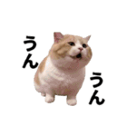 パリピな柴犬と猫の動くスタンプ（個別スタンプ：9）