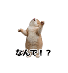 パリピな柴犬と猫の動くスタンプ（個別スタンプ：10）
