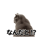 パリピな柴犬と猫の動くスタンプ（個別スタンプ：11）