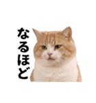 パリピな柴犬と猫の動くスタンプ（個別スタンプ：12）