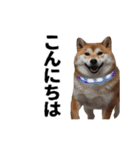 パリピな柴犬と猫の動くスタンプ（個別スタンプ：13）