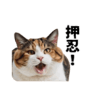 パリピな柴犬と猫の動くスタンプ（個別スタンプ：15）