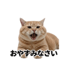 パリピな柴犬と猫の動くスタンプ（個別スタンプ：16）