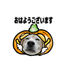 動くビーグル犬(ハロウィン)（個別スタンプ：9）