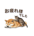 地味に動く柴犬スタンプ（個別スタンプ：7）