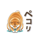 地味に動く柴犬スタンプ（個別スタンプ：10）
