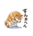 地味に動く柴犬スタンプ（個別スタンプ：12）