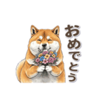 地味に動く柴犬スタンプ（個別スタンプ：13）