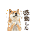 地味に動く柴犬スタンプ（個別スタンプ：14）