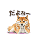 地味に動く柴犬スタンプ（個別スタンプ：16）