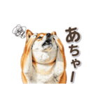 地味に動く柴犬スタンプ（個別スタンプ：20）