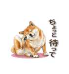 地味に動く柴犬スタンプ（個別スタンプ：21）