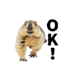 使いやすい、ギャグっぽく拒否るマーモット（個別スタンプ：1）