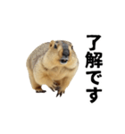 使いやすい、ギャグっぽく拒否るマーモット（個別スタンプ：2）