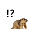 使いやすい、ギャグっぽく拒否るマーモット（個別スタンプ：3）