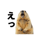 使いやすい、ギャグっぽく拒否るマーモット（個別スタンプ：4）