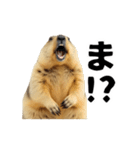 使いやすい、ギャグっぽく拒否るマーモット（個別スタンプ：5）