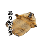 使いやすい、ギャグっぽく拒否るマーモット（個別スタンプ：6）