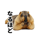 使いやすい、ギャグっぽく拒否るマーモット（個別スタンプ：7）