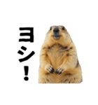 使いやすい、ギャグっぽく拒否るマーモット（個別スタンプ：8）