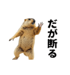 使いやすい、ギャグっぽく拒否るマーモット（個別スタンプ：9）