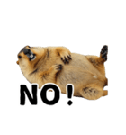 使いやすい、ギャグっぽく拒否るマーモット（個別スタンプ：10）