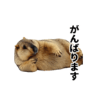 使いやすい、ギャグっぽく拒否るマーモット（個別スタンプ：12）