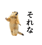 使いやすい、ギャグっぽく拒否るマーモット（個別スタンプ：13）