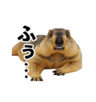 使いやすい、ギャグっぽく拒否るマーモット（個別スタンプ：14）