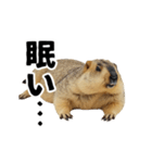 使いやすい、ギャグっぽく拒否るマーモット（個別スタンプ：15）