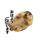 使いやすい、ギャグっぽく拒否るマーモット（個別スタンプ：16）