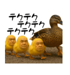 ひよこじじぃの可愛いピヨピヨ日常返信（個別スタンプ：6）